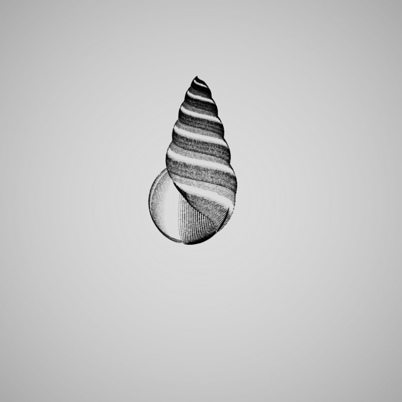 Ball with a shell