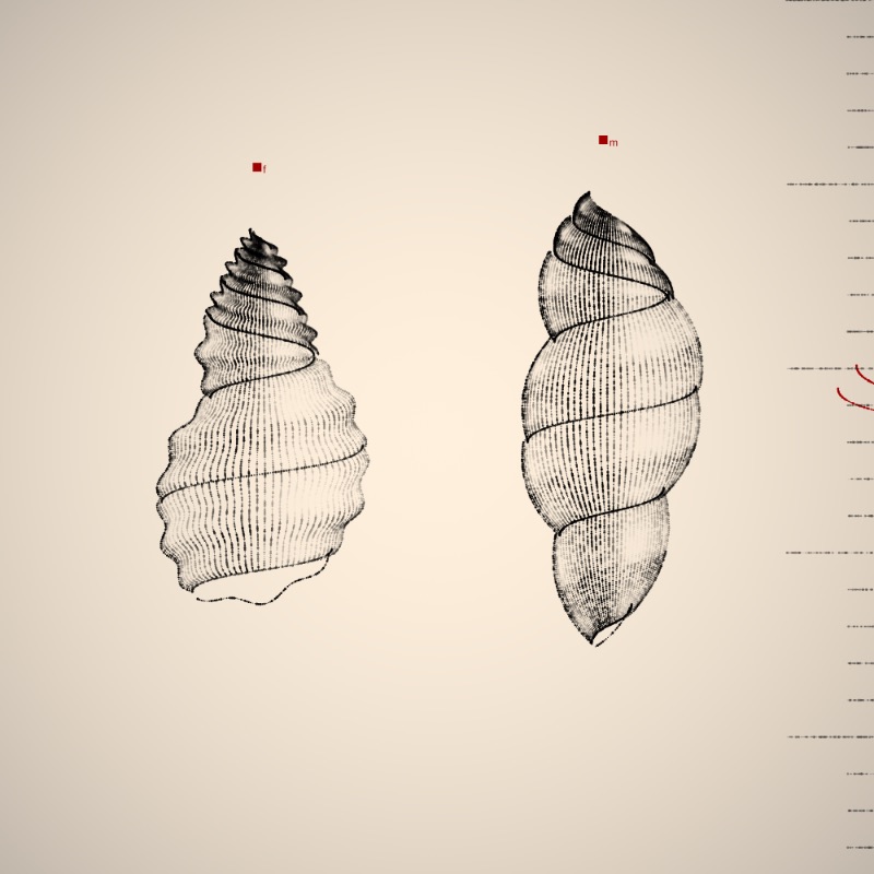 Two Specimen #70