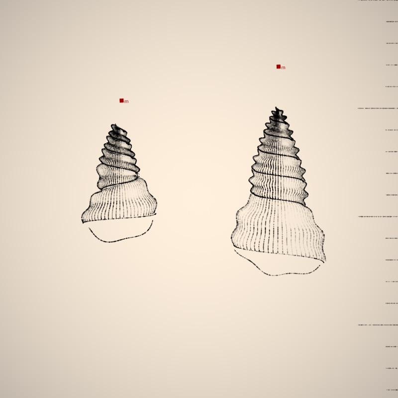 Two Specimen #115