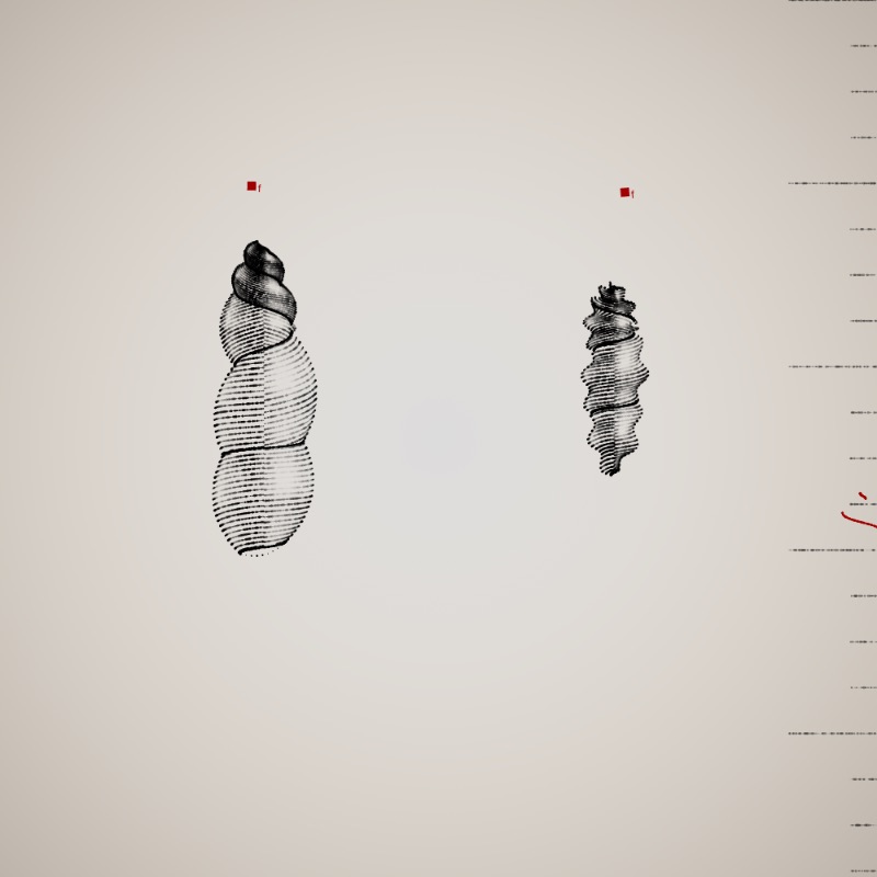 Two Specimen #236