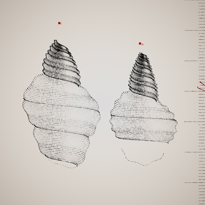 Two Specimen #474