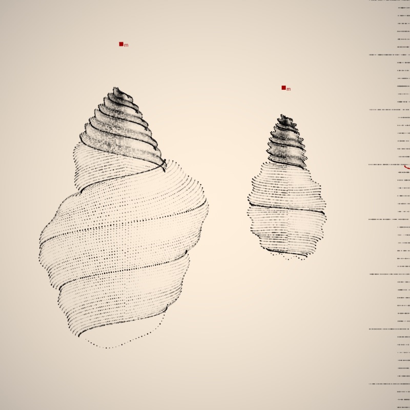 Two Specimen #487